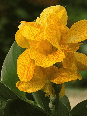 Канна горшечная Happy Emily