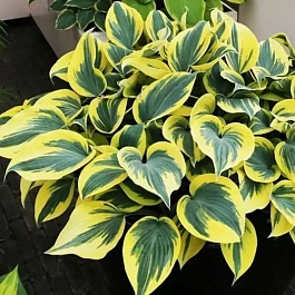 Хоста Ben Vernooij