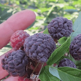 Малина обыкновенная Глен Кое