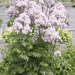 Василистник Делавея Nimbus Pink