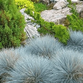 Овсяница сизая