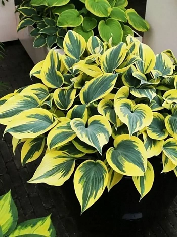 Хоста Ben Vernooij