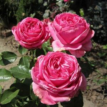 Роза чайно-гибридная Огюст Ренуар