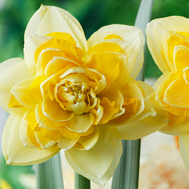 Нарцисс махровый Грейт Лип