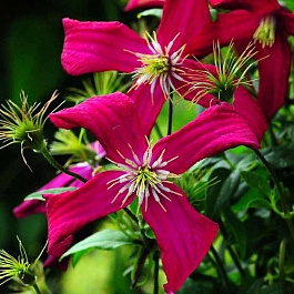 Клематис крупноцветковый Мадам Джулия Корревон