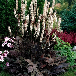 Клопогон простой Брюнет