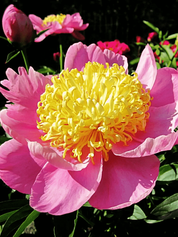 Пион Молочноцветковый Antwerpen