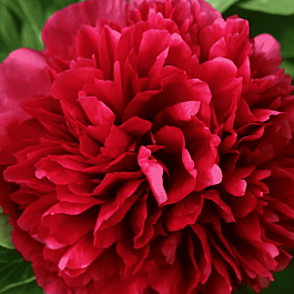 Пион Молочноцветковый  Double Red