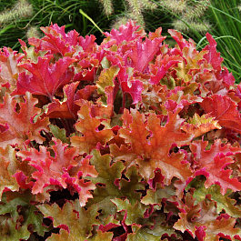 Гейхера гибридная Мармелад Гейхера гибридная Мармелад