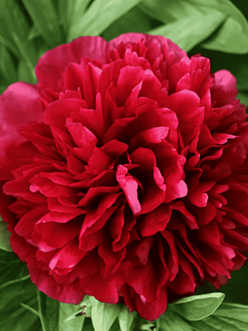 Пион Молочноцветковый  Double Red