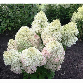 Гортензия метельчатая Роял Флауэ