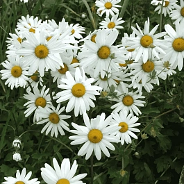 Арктоцвет арктический Schwefelglanz