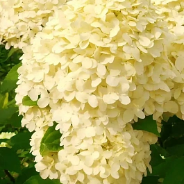 Гортензия метельчатая Cotton Cream