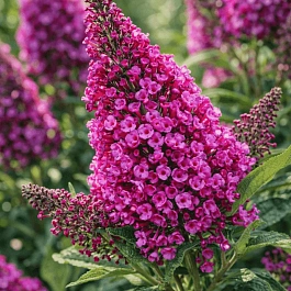 Буддлея Давида Little Rockstars Red