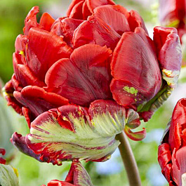 Тюльпан попугайный Рококо Дабл Тюльпан попугайный Рококо Дабл