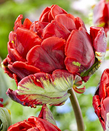 Тюльпан попугайный Рококо Дабл