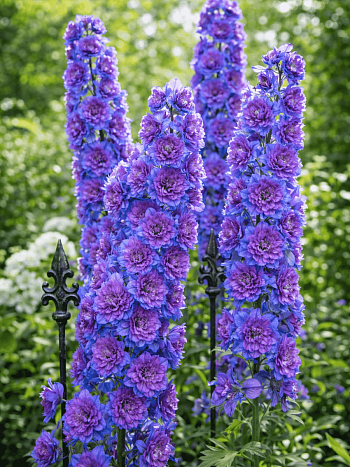 Дельфиниум культурный Highlander Dream Sensation