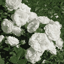 Роза кустовая Snow Ballet