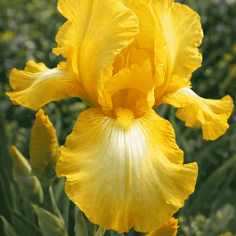 Ирис германский Buckwheat