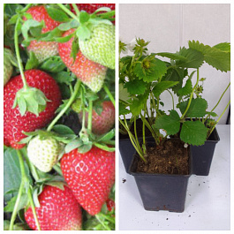 Земляника садовая Крымская ранняя НАБОР 3ШТ Земляника садовая Крымская ранняя НАБОР 3ШТ