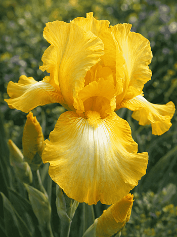 Ирис германский Buckwheat