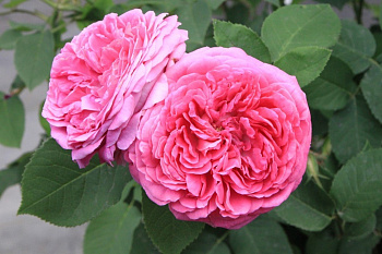 Роза дамасская Blush Damask