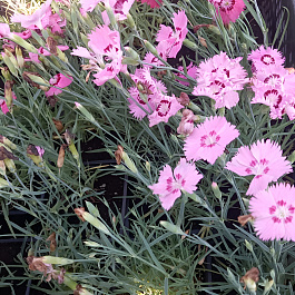 Гвоздика гратианополитанская  Роуз Кварц НАБОР 2ШТ