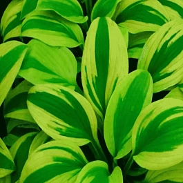 Хоста Moon Split