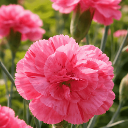 Гвоздика Перистая Helen