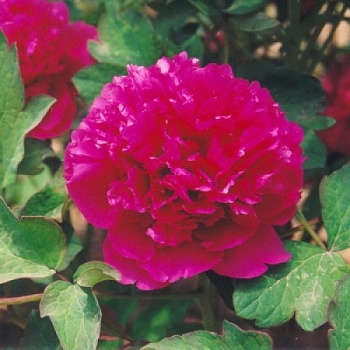 Пион древовидный Красный Лотос