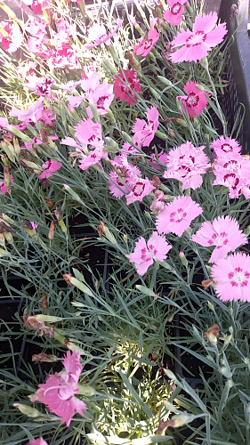 Гвоздика гратианополитанская  Роуз Кварц НАБОР 2ШТ