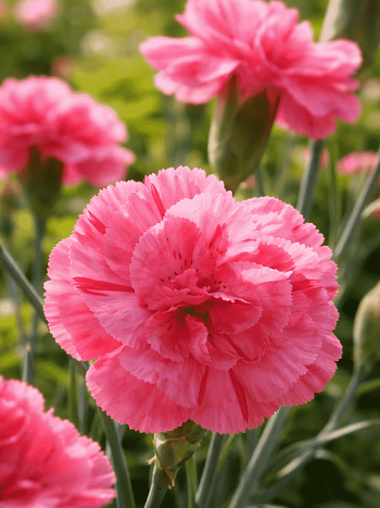 Гвоздика Перистая Helen