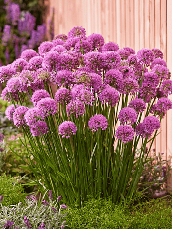 Лук Поливерт