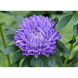 Астра Леди Корал Лавендер