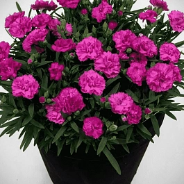 Гвоздика садовая BFF Purple