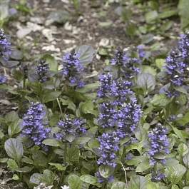 Живучка ползучая Caitlin's Giant