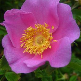 Роза виргинская