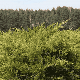 Можжевельник китайский Kuriwao Gold