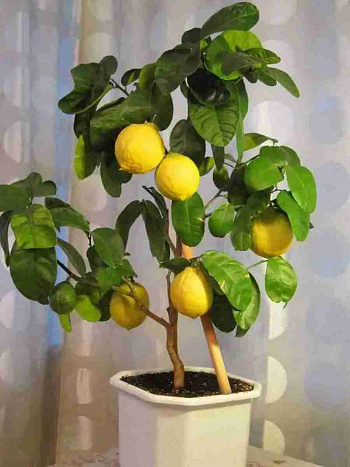 Лимон домашний Lemon