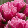 Тюльпан Махровый Up pink