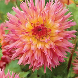 Георгина Бахромчатая Ненекази