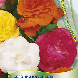 Бегония клубневая Версальская история