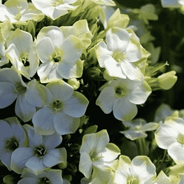 Флокс метельчатый Green Expectations