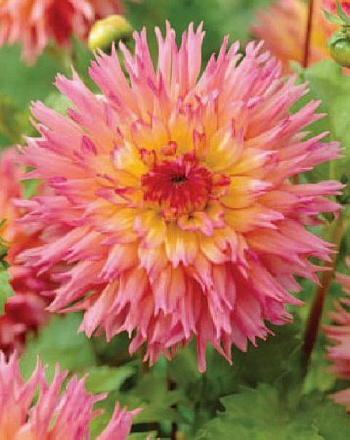 Георгина Бахромчатая Ненекази