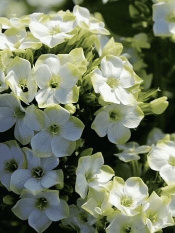 Флокс метельчатый Green Expectations