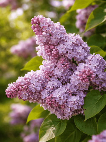 Сирень обыкновенная Московский Университет