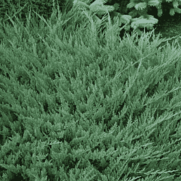 Можжевельник горизонтальный Blue Moon