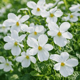 Виола душистая Royal Wedding