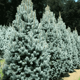 Ель колючая Iseli Fastigiate