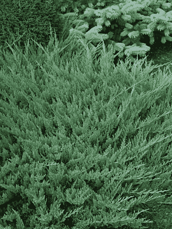 Можжевельник горизонтальный Blue Moon